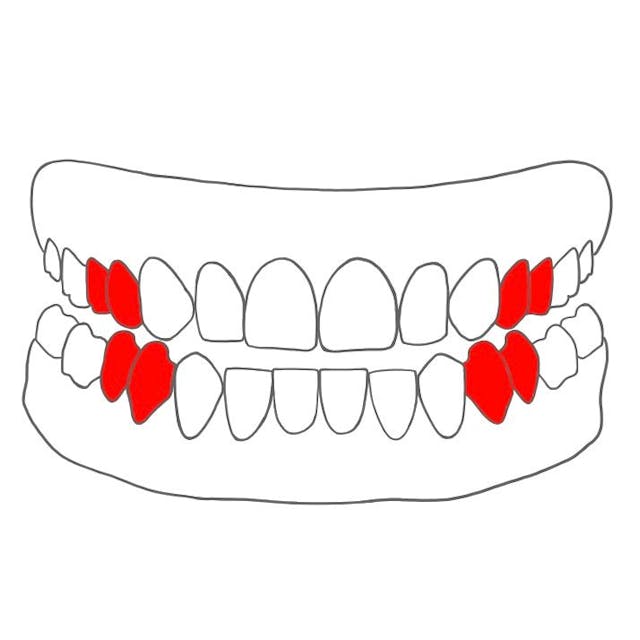 Vormahlzahn (Prämolar)

Welche Zähne: 4er, 5er 
Aussehen: scharfkantige & abgeflachte Anteile 
Aufgaben: halten & zerquetschen von Essen
