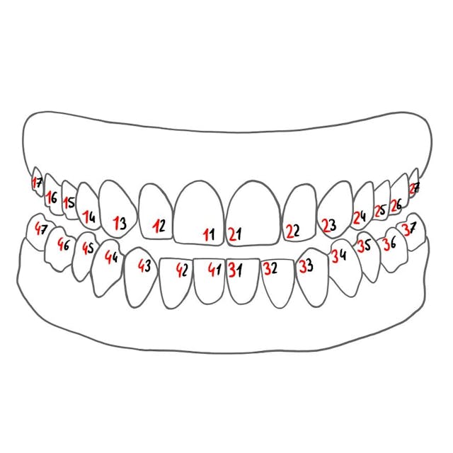 Die Zähne werden immer mit zwei Ziffern bezeichnet: 

1. Quadrant (1-4) 
2. jeweiliger Zahn, von der Zahnbogenmitte nach hinten gezählt 
