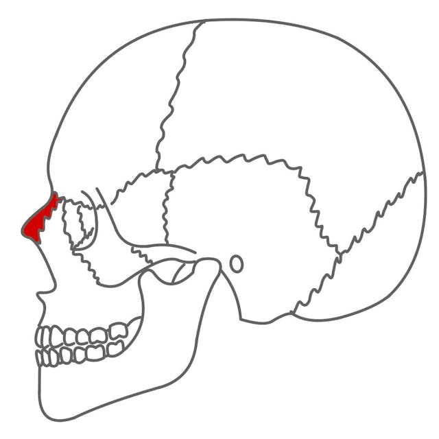 Nasenbein (os nasale): 

knöcherner Teil der Nase (die Nasenspitze ist knorpelig). 