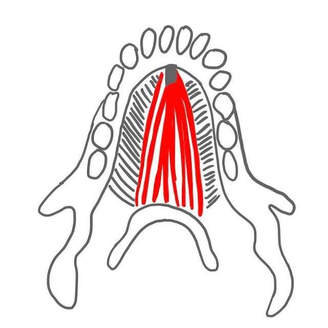 Kinn-Zungenbein-Muskel (M. geniohyoideus):
 
kommt vom Kinnbereich und setzt ebenfalls am Zungenbein an. 