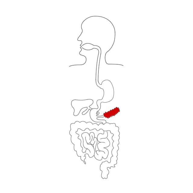 Die Bauchspeicheldrüse produziert einen Saft, welcher den Speisebrei aus dem Magen neutralisiert und Verdauungsenzyme enthält.