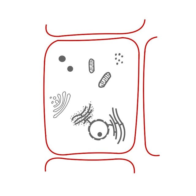 Zellmembran: 

die Membran umgibt die Zelle wie eine Haut. Sie kontrolliert, was in die Zelle rein und raus kommt. 