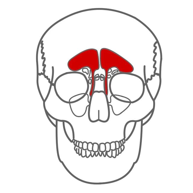 Stirnhöhle (Sinus frontalis)