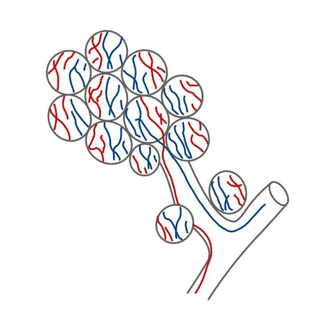 Die Alveolen sind von einem Netz feinster Gefäße (Kapillare) umgeben. 

Die Alveolen beinhalten Luft, die Kapillare Blut. 