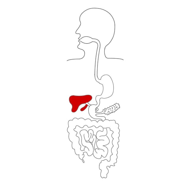 Die Leber produziert Gallensaft, welcher in der Gallenblase gespeichert wird.

Der Gallensaft umschließt das Fett und unterstützt das Enzym Lipase bei der Fettverdauung.