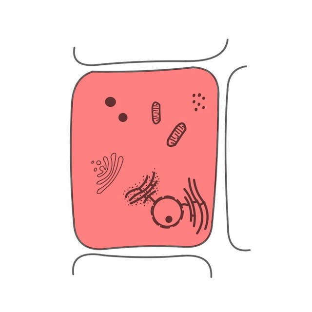Zellplasma: 

eine flüssige bis geleeartige Konsistenz, welche die Zelle ausfüllt. 