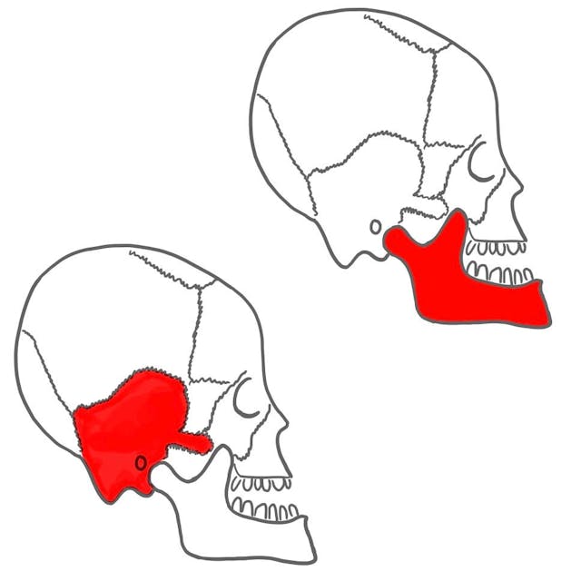 Das Kiefergelenk besteht aus:

Unterkiefer (mandibula)
und Schläfenbein (os temporalis)