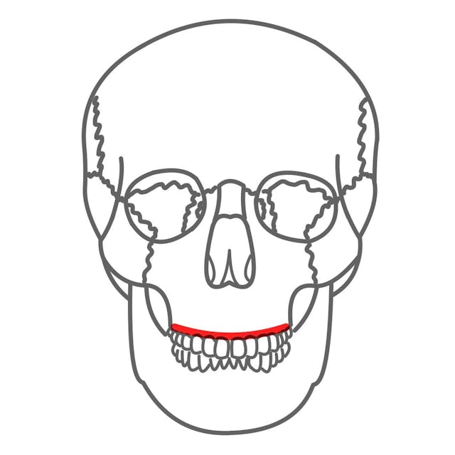 Processus alveolaris maxillae (Alveolarfortsatz): 

mit den Alveolen (Zahnfächer) in denen sich die Oberkiefer Zähne befinden. 