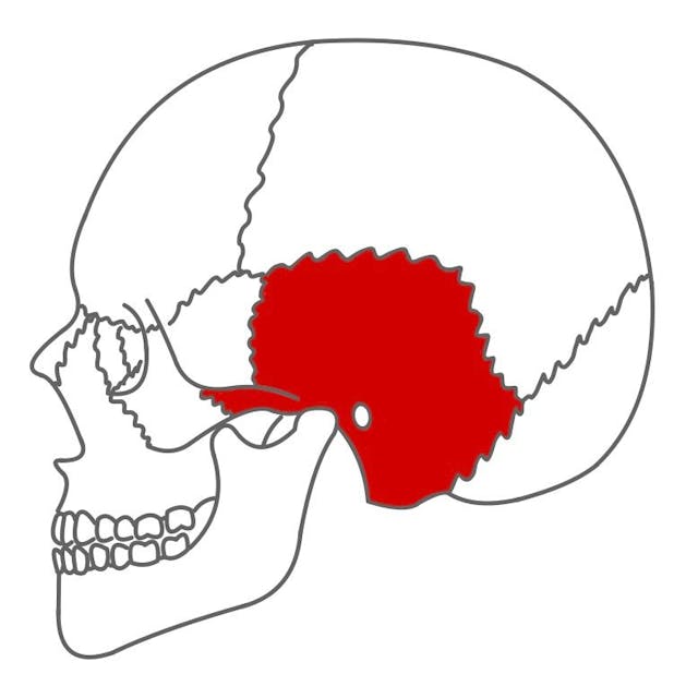 Schläfenbein (os temporale): 

paarig angelegt, beinhaltet das Hör- bzw. Gleichgewichtsorgan und an der Unterseite die Gelenkgrube des Kiefergelenks. 