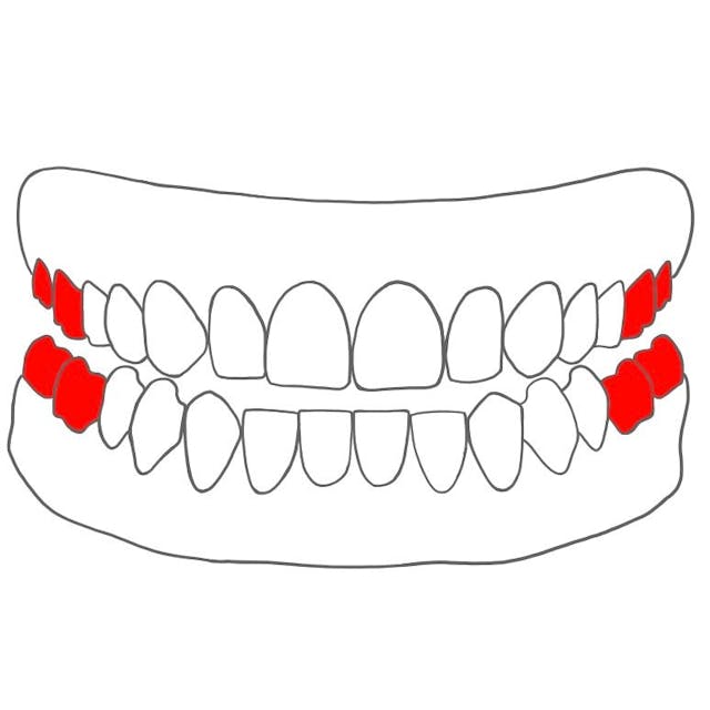 Mahlzahn (Molar)

Welche Zähne: 6er, 7er, 8er
Aussehen: breit & flach
Aufgaben: zerkauen & zermahlen von Essen 
