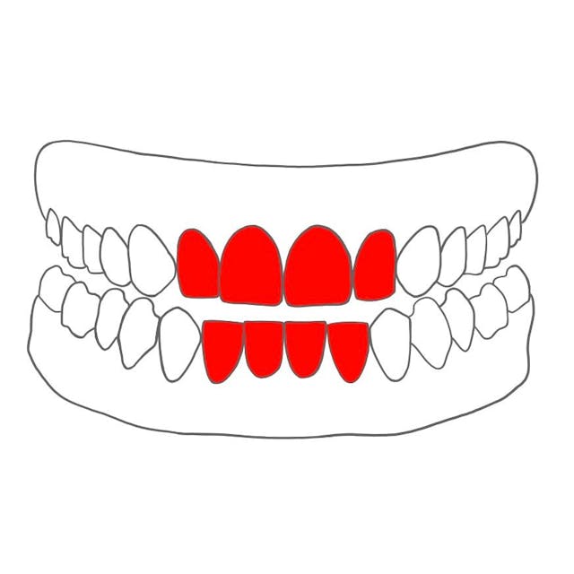 Schneidezahn (Incisivus)

Welche Zähne: 1er, 2er
Aussehen: dünne & scharfe Schneidekanten
Aufgaben: Abbeißen von Essen
