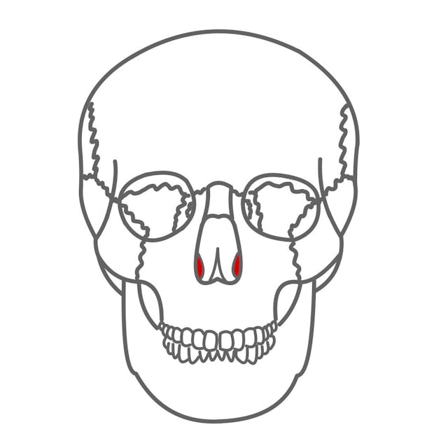 Untere Nasenmuschel (Concha nasalis inferior): 

paarig angelegt, knöcherne Grundlage für die Nasenmuschel. 

