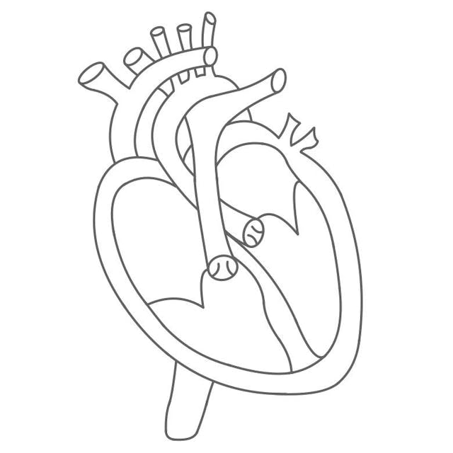 Das Herz ist ein ungefähr faustgroßer Muskel. 

Umhüllt vom Herzbeutel liegt er hinter dem Brustbein. 