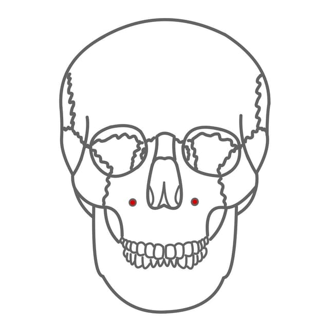 Foramen infraorbitale:
unter der Augenhöhle.