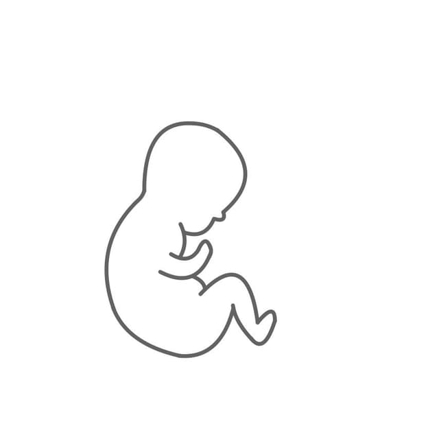 Teratogen:
Schäden an embryonalen Zellen