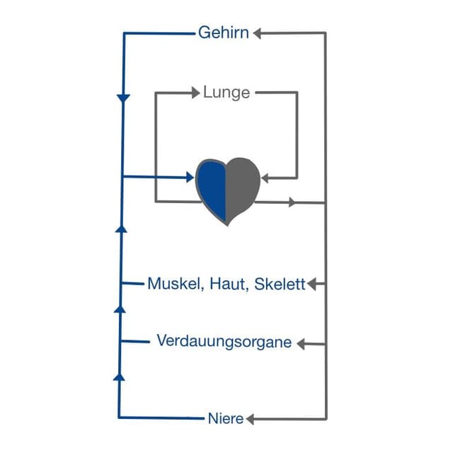 Das Blut ist nun wieder sauerstoffarm. 
Es kommt über die Venolen und Venen in die Hohlvene und damit in den rechten Vorhof.