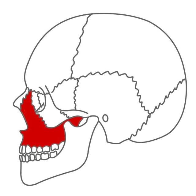 Oberkiefer (Maxilla):
mit dem 1. & 2. Quadranten, enthält die Oberkieferhöhlen (Sinus maxillaris).