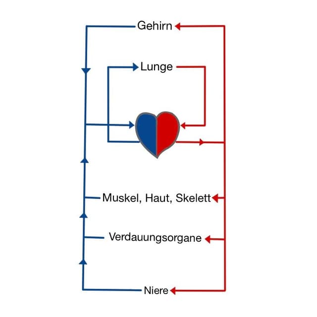 Man kann den Lungenkreislauf und den Körperkreislauf unterscheiden...