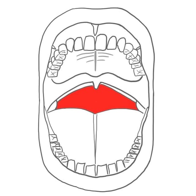 Rachen = pharynx