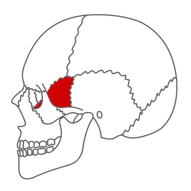 Keilbein (os sphenoidale):
schmetterlingsförmig, beinhaltet die Keilbeinhöhle (sinus spehnoidalis) und die Hirnanhangsdrüse (Hypophyse).
