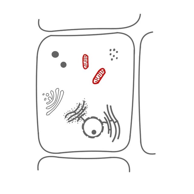 Mitochondrium:
sie sind wie ein Kraftwerk, welches der Zelle Energie liefert.