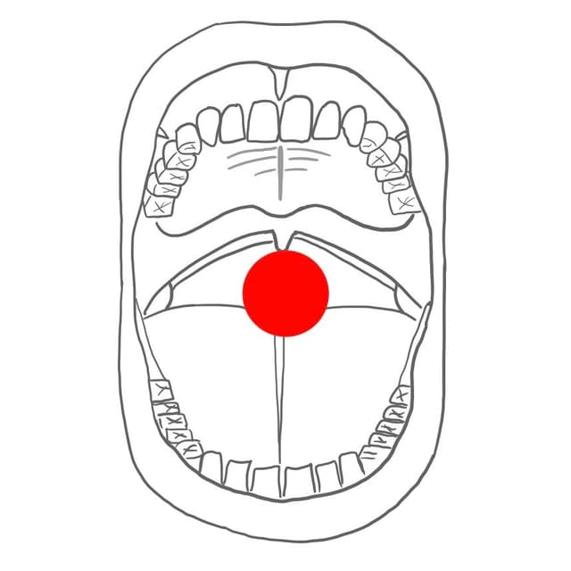 oral = zur Mundhöhle hin
- alle Innenflächen