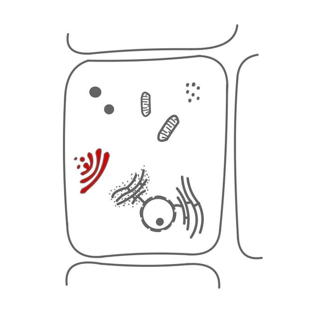Golgi - Apparat:
die Proteine werden für ihren späteren Bestimmungsort vorbereitet.