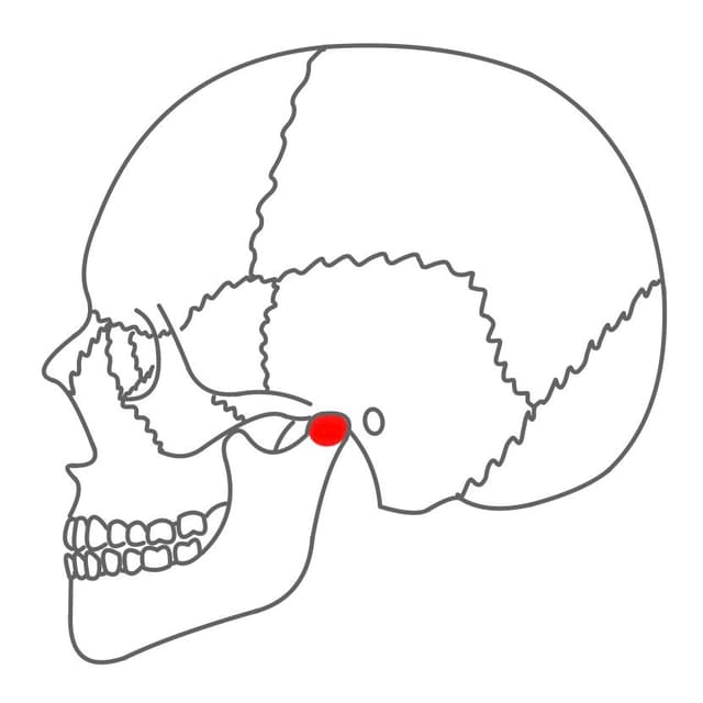 Gelenkfortsatz (Processus articularis bzw. condylus):
hinterer Fortsatz des aufsteigenden Oberkieferasts.
