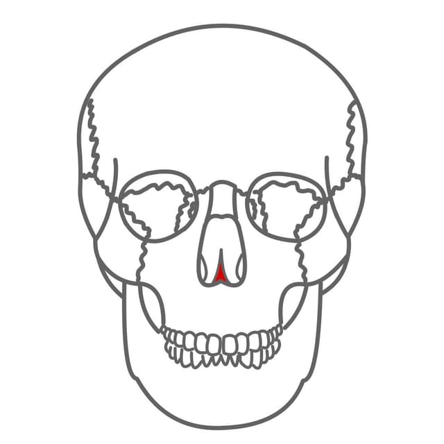 Pflugscharbein (Vomer):
Teil von der Nasenscheidewand (Nasenseptum).