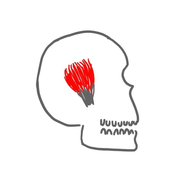 Schläfenmuskel (musculus temporalis): 
er kommt vom Stirn-, Schläfen- und Scheitelbein und setzt am Muskelfortsatz des Unterkiefers an.