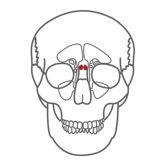 Keilbeinhöhlen (Sinus sphenoidales)