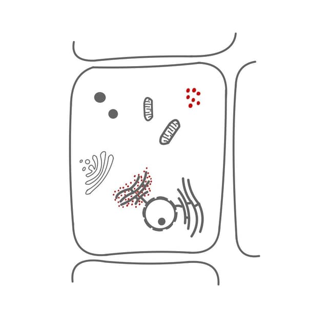 Ribosome:
sie stellen die Proteine nach Bauplan des Zellkerns her.