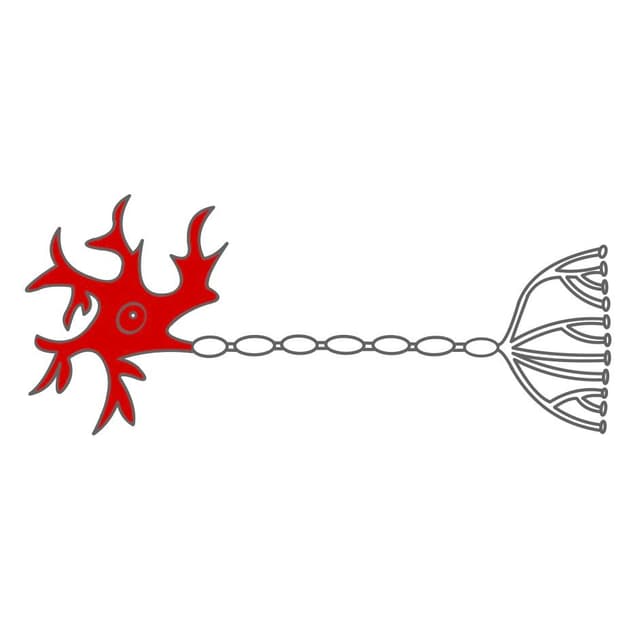 Jede Nervenzelle hat einen Zellkörper mit einem Zellkern.
Außenrum sind Fortsätze, welche Reize aufnehmen können.