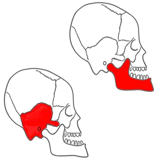 Das Kiefergelenk besteht aus:
Unterkiefer (mandibula)
und Schläfenbein (os temporalis)