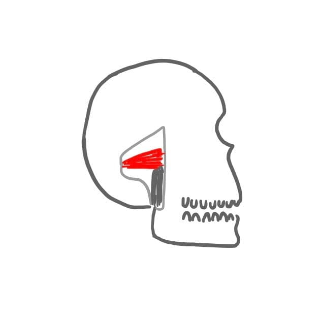 Um den Kiefer zur Seite oder nach vorne zu schieben haben wir den äußeren Flügelmuskel (M. pterygoideus laterales). 
Er kommt vom Keilbein und setzt am Gelenkfortsatz des UK an.