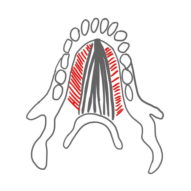 Unterkiefer-Zungenbein-Muskel (M. mylohyoideus): 
kommt von der linea mylohyoidea (UK innen) und setzt am Zungenbein an.