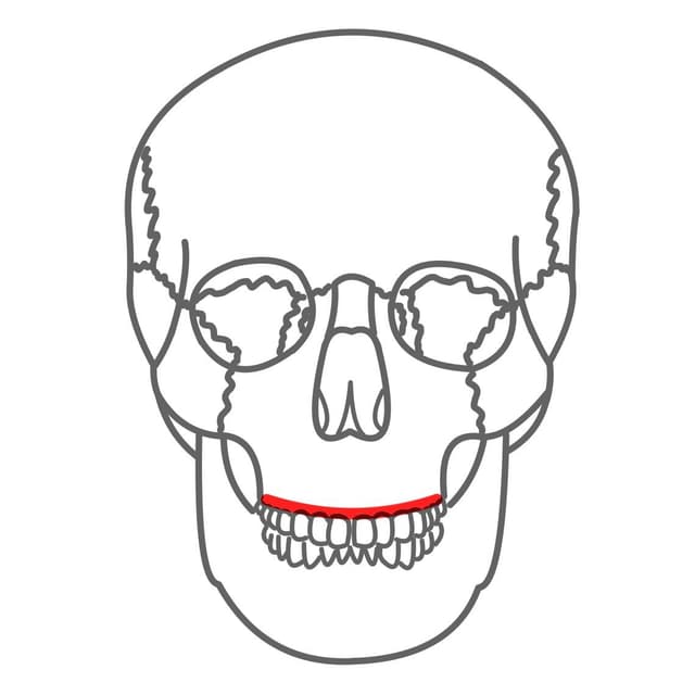 Processus alveolaris maxillae (Alveolarfortsatz):
mit den Alveolen (Zahnfächer) in denen sich die Oberkiefer Zähne befinden.