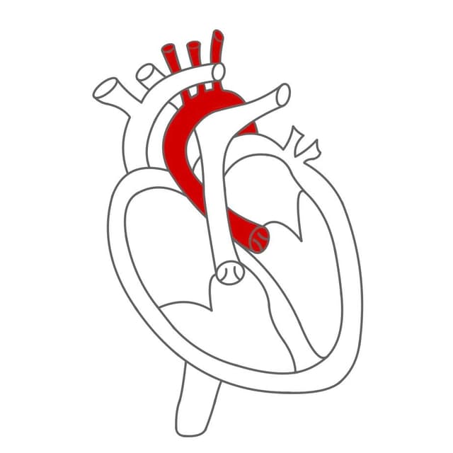 Über die Mitralklappe kommt das Blut in die Herzkammer.
Von dort wird das Blut mit hohem Druck durch die Aortenklappe und über die Aorta in den Blutkreislauf gepumpt.
