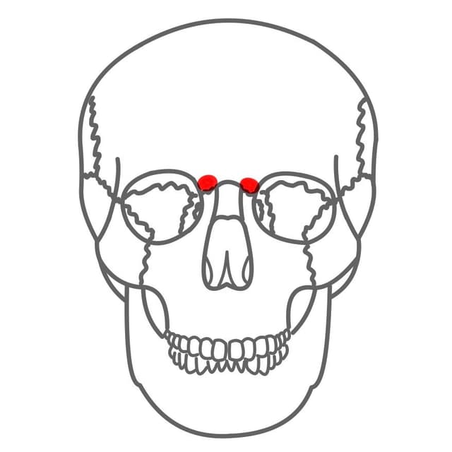 Processus frontalis (Stirnbein)