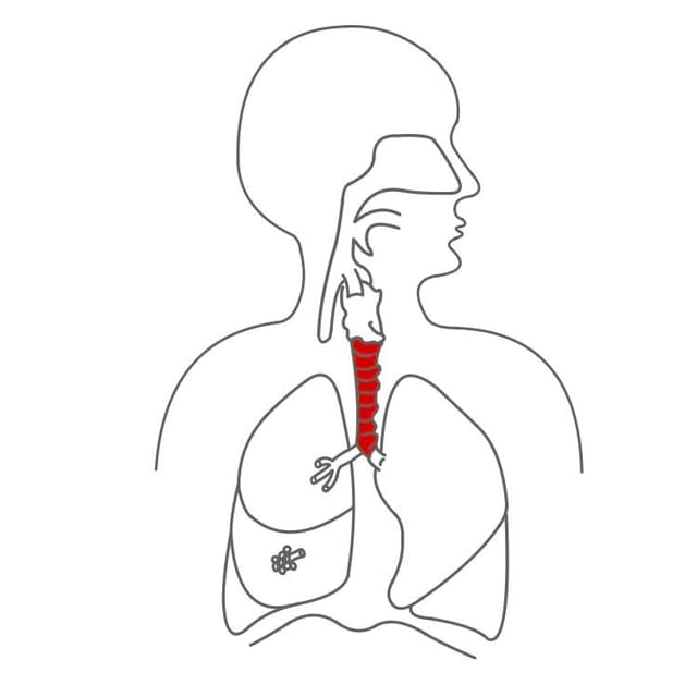 Durch die Luftröhre (Trachea) geht es weiter in die Lunge.
