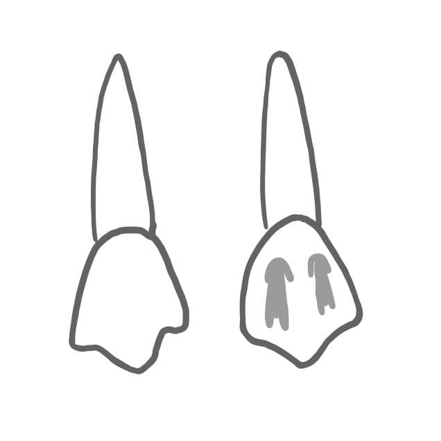 Die unteren Eckzähne sind im Vergleich zum Oberkiefer etwas schmäler.