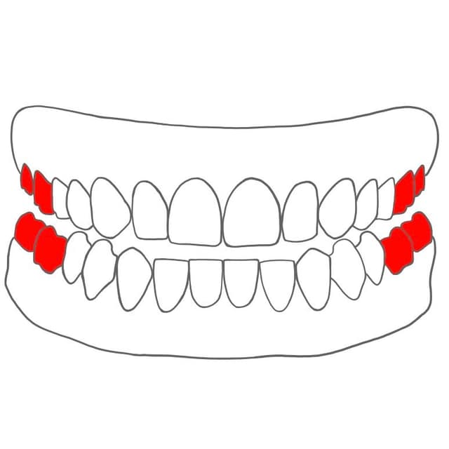 Mahlzahn (Molar)
Welche Zähne: 6er, 7er, 8er
Aussehen: breit & flach
Aufgaben: zerkauen & zermahlen von Essen