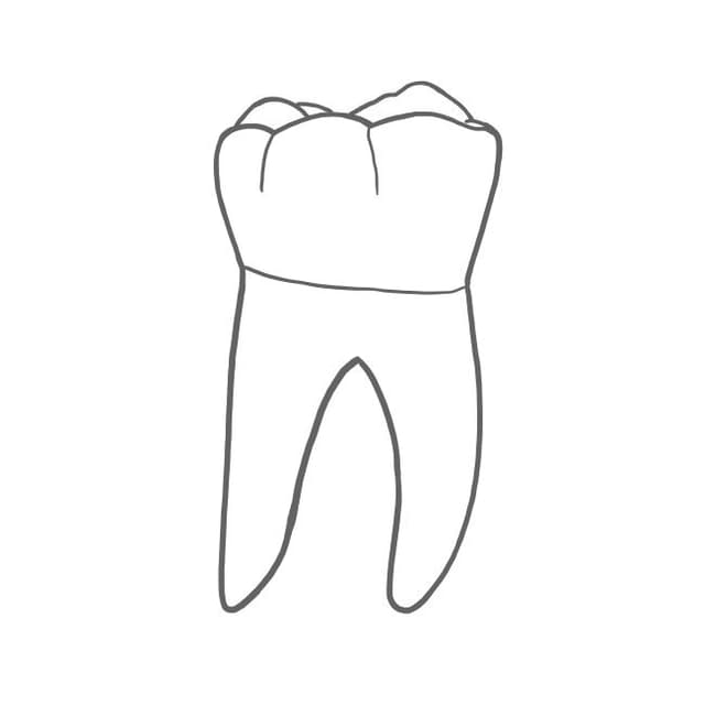 Sie haben eine flache, breite Kaufläche mit 4 Höckern.
Im Unterkiefer kann der erste Molar (36, 46) auch 5 Höcker haben (2 lingual & 3 bukkal).