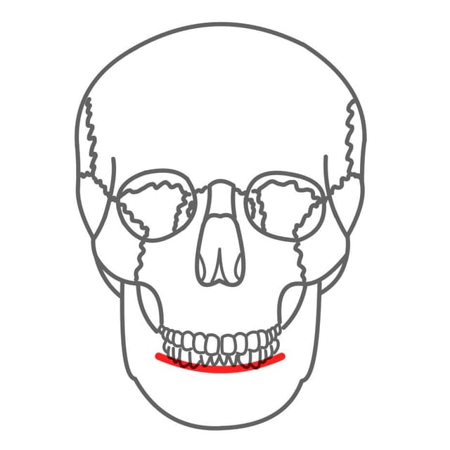 Alveolarfortsatz (Processus alveolaris):
mit den Alveolen und Zahnwurzeln.