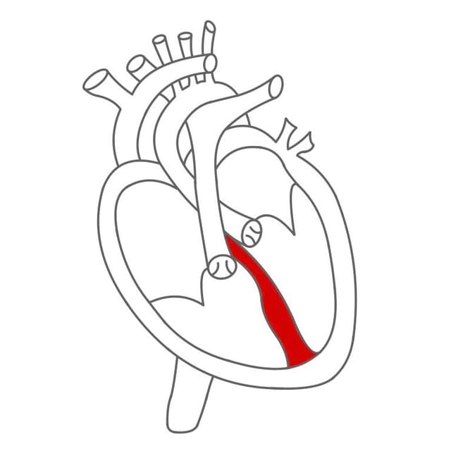 Zwischen der rechten und linken Seite ist die Herzscheidewand (Septum).
Jede Herzhälfte hat einen Vorhof (Atrium) und eine Kammer (Ventrikel).