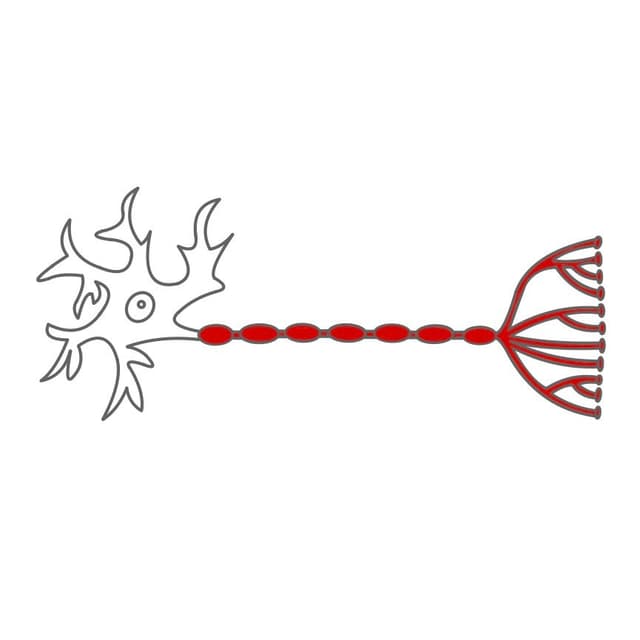 Außerdem hängt am Zellkörper noch ein langer Fortsatz (Axon). Er leitet die Reize weiter.
Am Ende hängen Synapsen. Sie sind die Kontaktstelle zu benachbarten Nervenzellen.