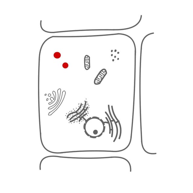 Lysosome:
Fremdkörper werden durch sie abgewehrt und abgebaut.