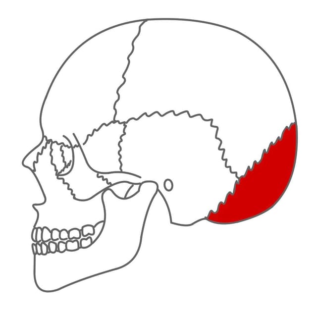 Hinterhauptbein (os occipitale):
mit dem großen Hinterhauptloch (foramen magnum), durch das Gehirn und Rückenmark in Verbindung stehen.
