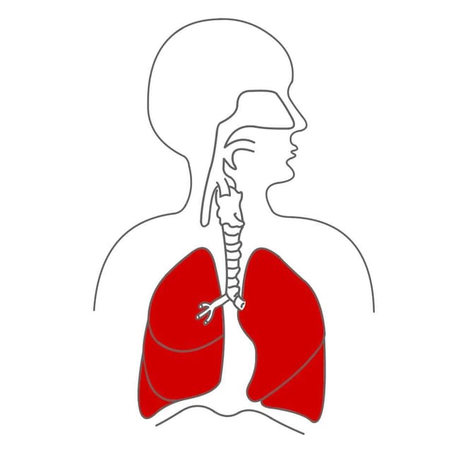 Die Lunge (Pulmo) liegt in unserem Brustkorb.
Sie kann in einen linken und einen rechten Lungenflügel aufgeteilt werden.