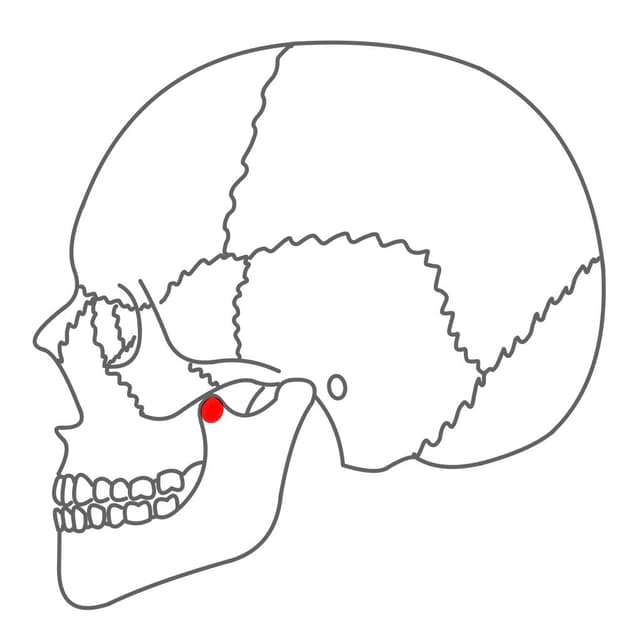 Muskelfortsatz (Processus muscularis):
vorderer Fortsatz des aufsteigenden Unterkieferasts.